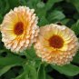 50 Pcs Calendula Pot Marigold Pink Surprise Seeds