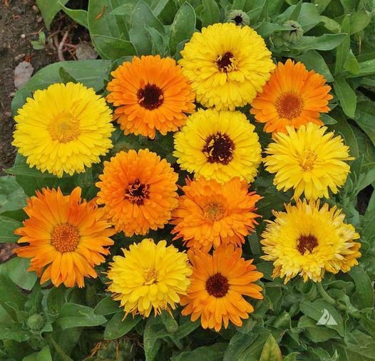 100 Pcs Calendula Pot Marigold Mix Colors Seeds