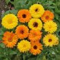 100 Pcs Calendula Pot Marigold Mix Colors Seeds