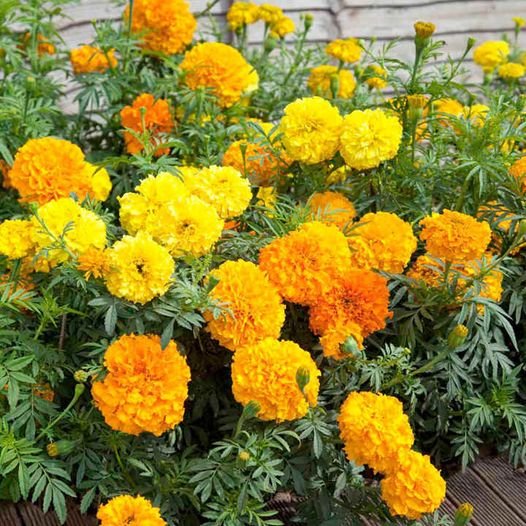 100 Pcs Marigold Cracker Jack Mix Seeds