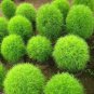 50 Pcs Kochia Scoparia Green Seeds