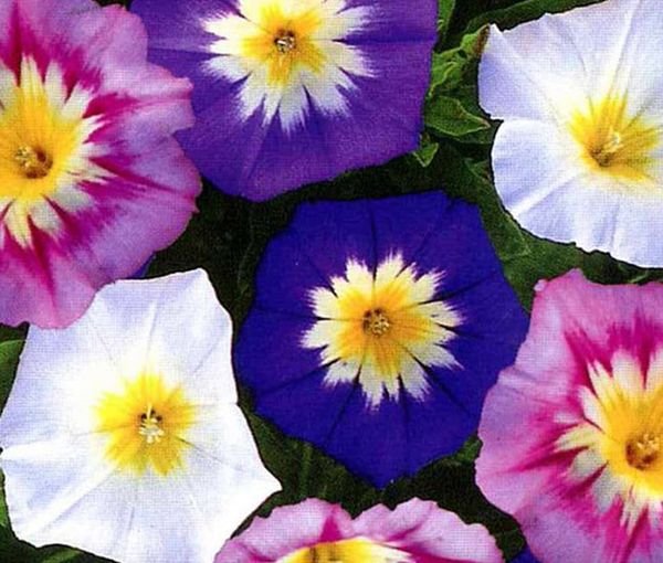 50 Pcs Morning Glory Ensign Mixed Colors Seeds