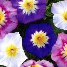 50 Pcs Morning Glory Ensign Mixed Colors Seeds