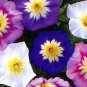 50 Pcs Morning Glory Ensign Mixed Colors Seeds