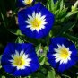 50 Pcs Morning Glory Ensign Mixed Colors Seeds