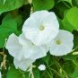50 Pcs Morning Glory Pearly Gates Seeds
