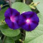 100 Pcs Morning Glory Grandpa Ott Perennial Seeds