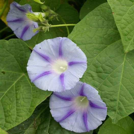 15 Pcs Morning Glory Caprice Seeds