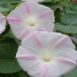 15 Pcs Morning Glory Shiva Seeds