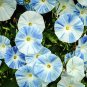 15 Pcs Morning Glory Shiva Seeds
