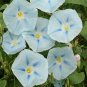 15 Pcs Morning Glory Ismay Seeds