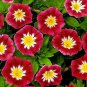 50 Pcs Morning Glory Ensign Red Seeds