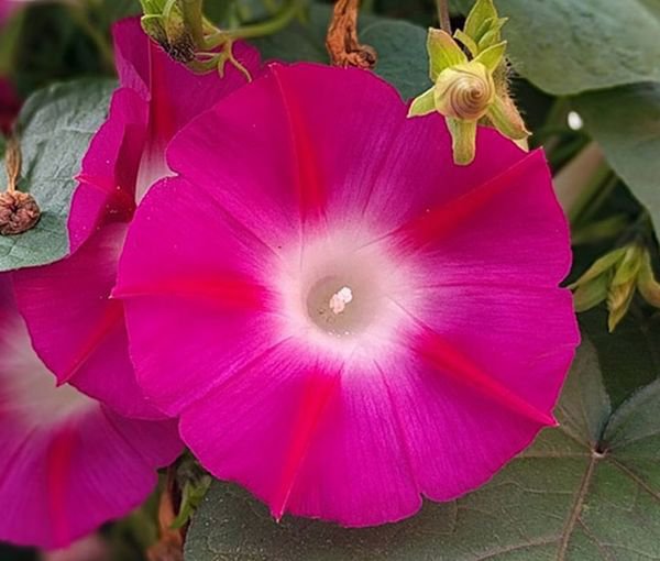 100 Pcs Morning Glory Crimson Rambler Seeds