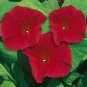 50 Pcs Morning Glory Scarlet O'hara Seeds