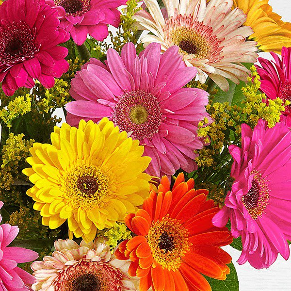 25 Pcs Gerbera African Transvaal Daisy Mixed Seeds