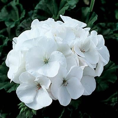10 Pcs White Geranium Seeds