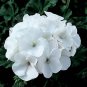 10 Pcs White Geranium Seeds