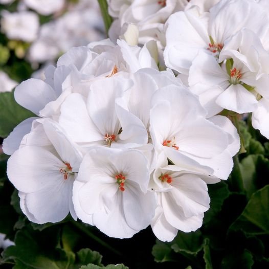 10 Pcs Double White Geranium Seeds