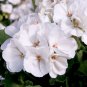 10 Pcs Double White Geranium Seeds