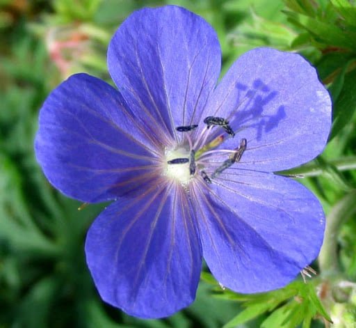 10 Pcs Blue Geranium Seeds