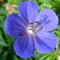 10 Pcs Blue Geranium Seeds