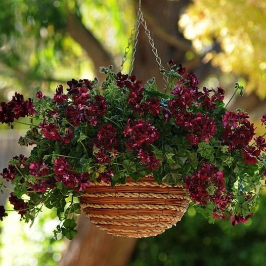 10 Pcs Dark Burgundy Geranium Seeds