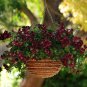 10 Pcs Dark Burgundy Geranium Seeds
