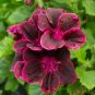 10 Pcs Maroon Pink Geranium Seeds