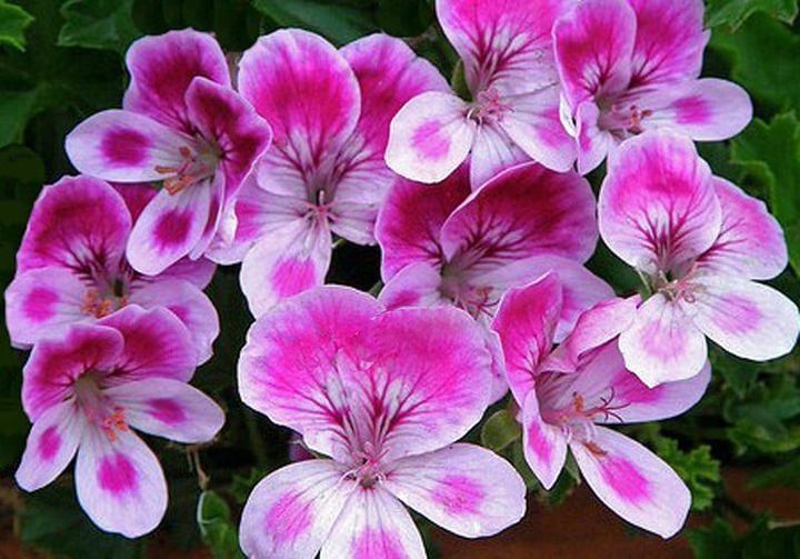 10 Pcs Bi Color Purple Geranium Seeds