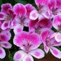 10 Pcs Bi Color Purple Geranium Seeds