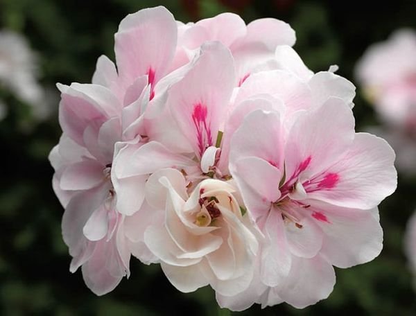 10 Pcs Pink White Geranium Seeds