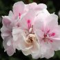10 Pcs Pink White Geranium Seeds