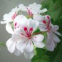 10 Pcs Blizzard White Geranium Seeds