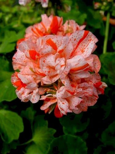 10 Pcs Orange White Geranium Seeds