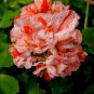 10 Pcs Orange White Geranium Seeds