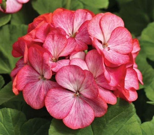 10 Pcs Bi Color Pink Geranium Seeds