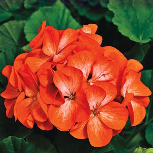 10 Pcs Dark Orange Geranium Seeds