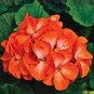 10 Pcs Dark Orange Geranium Seeds