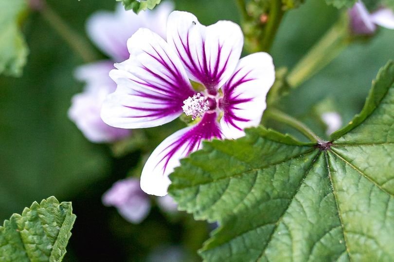 10 Pcs White Purple Geranium Seeds