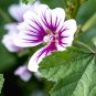 10 Pcs White Purple Geranium Seeds