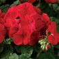 10 Pcs Red Geranium Seeds