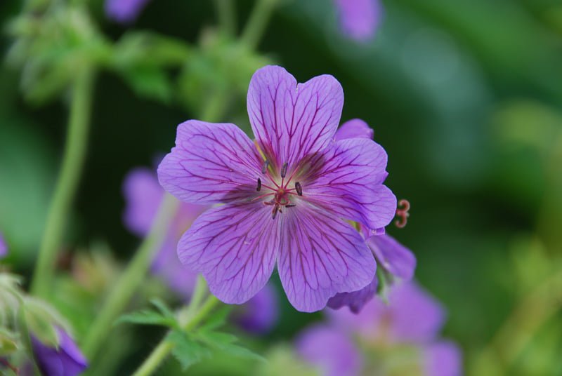 10 Pcs Purple Geranium Seeds