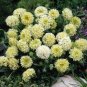 25 Pcs Gaillardia Seeds Pulchella Sundance Cream White