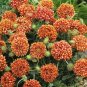 25 Pcs Gaillardia Seeds Pulchella Sundance Bi-color