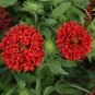 25 Pcs Gaillardia Pulchella Sundance Red