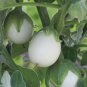 50 Pcs Ornamental Eggplant Seeds Solanum Melongena