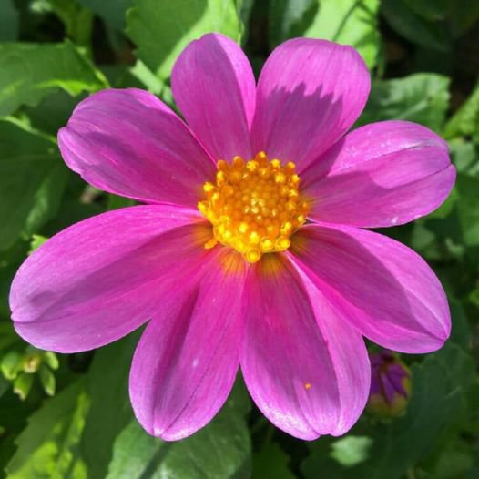 25 Pcs Dahlia Mignon Rose Seeds
