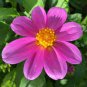 25 Pcs Dahlia Mignon Rose Seeds