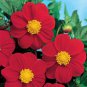 25 Pcs Dahlia Mignon Rose Seeds