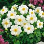 25 Pcs Dahlia Mignon White Seeds